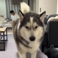 投稿主さんの元へ行くケールくん