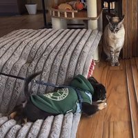 後ずさりする犬