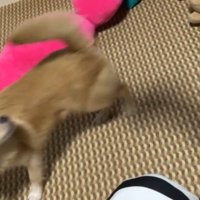 家族としてお迎えすることに