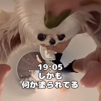 パックする犬