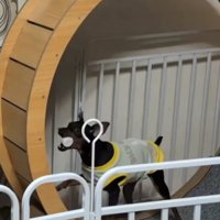 おもちゃを咥えて走る犬