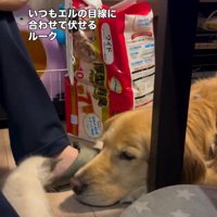 エルちゃんに視線を合わせるルークくん