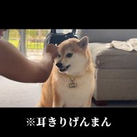 耳きりげんまんする飼い主と柴犬