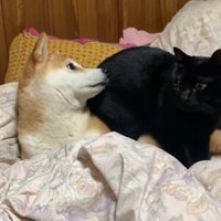 ももちゃんの背中に腰掛ける天くん