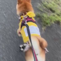 カジュアルな服もお似合い