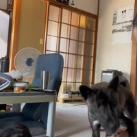 甘噛みする犬