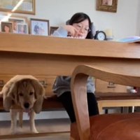 椅子にもたれかかる犬