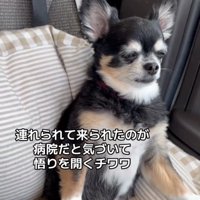 目を細めて座る犬