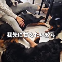 4本の手足を駆使してナデナデ…