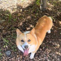 カメラ目線の犬