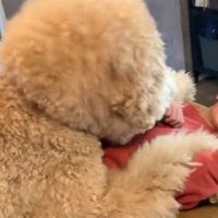 シャビちゃんが催促