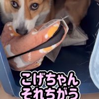 スリッパを離さない中型犬