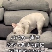 取り乱すアビーちゃん