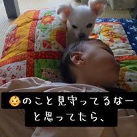 眠る赤ちゃんに寄り添う小型犬