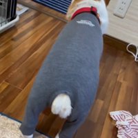 犬の毛量によってピチピチになったロンパース