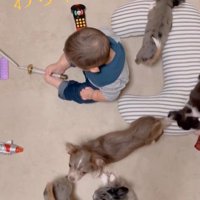 赤ちゃんとチワワファミリー3