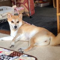 飼い主さんが呼んでも…