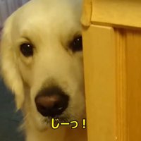 ヨーグルトを欲しがるギンちゃん5