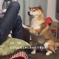 膝に前足を添える犬