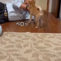 なめる犬