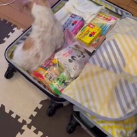 荷物の隙間にお座り