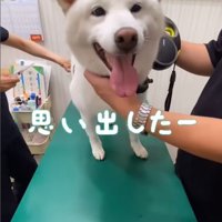 注射を打った時のだい吉くん3
