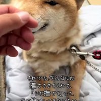 手を近づける人にそっと顔を寄せる犬