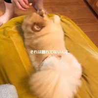 目薬が嫌で隠れるワンコ2