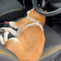 運転席で寛ぐなっとうちゃん