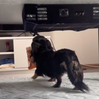 姿勢がいい歩く犬