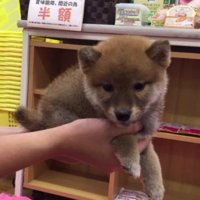 「豆柴と暮らしたい」