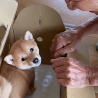 カメラを見上げる子犬