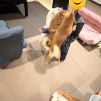 警戒するこまめちゃん