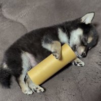 ぐっすり眠るあられちゃん