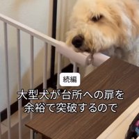 扉を開けたソラくんの続編