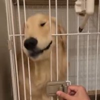 また挟まれるかやちゃん