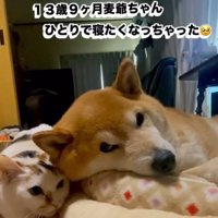 ひとりで寝たい麦太郎くん