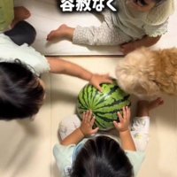 スイカを取り囲む犬と3人の赤ちゃん