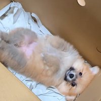 「ここが新しい家か…」