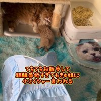 近づいてくる子犬に威嚇する長毛猫