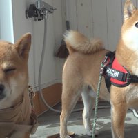 散歩に行ったはちくん