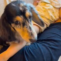困り顔な犬