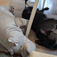 シンクロするジーナちゃんとぬいぐるみ