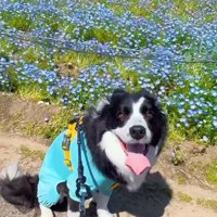 笑顔の中型犬