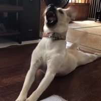 口を開けて反り返る犬