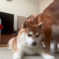 うつむく犬1