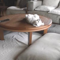 誰よりも堂々と寝るわんこ！