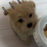 ご飯にきづいたきびちゃん