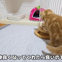 仲良くなれるといいな