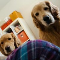 飼い主さんを心配する愛犬たち2